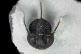 Devil Horned Cyphaspis Walteri Trilobite #164507-6